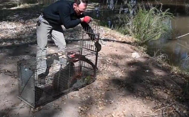 Relocated beaver